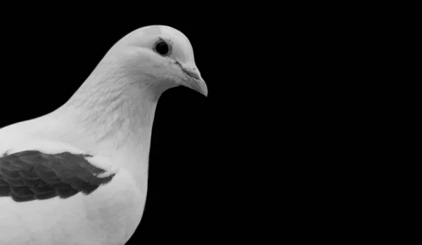 Schönes Schwarzes Und Weißes Taubengesicht — Stockfoto