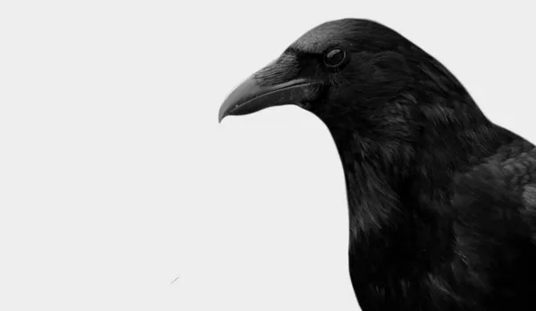Темная Черная Ворона — стоковое фото