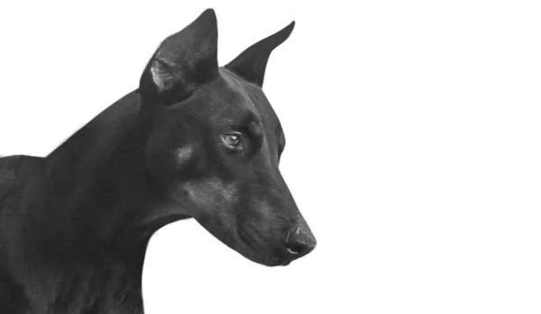 Stark Dobermann Hund Ansikte Den Vita Bakgrunden — Stockfoto