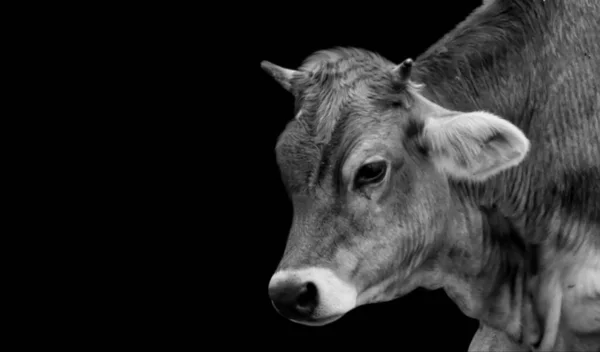 Cara Retrato Vaca Fundo Escuro — Fotografia de Stock