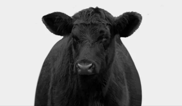 Beyaz Arkaplanda Siyah ve Beyaz İnek