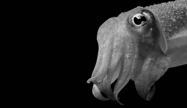 Negro Blanco Cuttlefishes Cara Fondo Negro — Foto de Stock