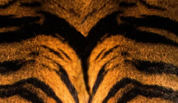 Amazing Tiger Δέρμα Φόντο Ταπετσαρία — Φωτογραφία Αρχείου