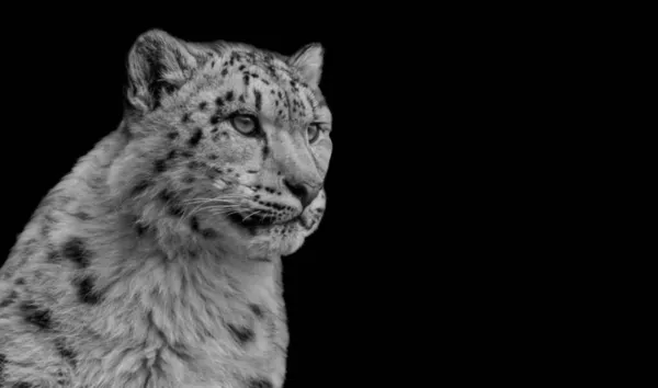 Beautiful Snow Leopard Closeup Dark Background — Stock Photo, Image