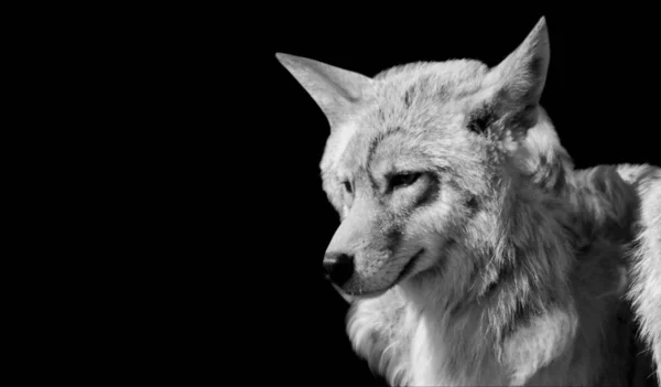 Lobo Retrato Primer Plano Cara Fondo Oscuro — Foto de Stock