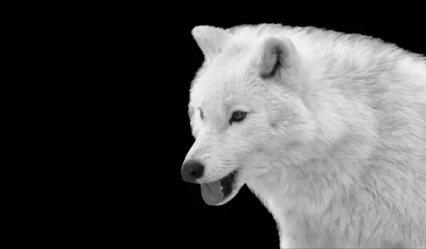 美しい狩猟オオカミの肖像画黒の背景 — ストック写真