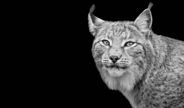 Rozzlobený Nebezpečný Lynx Portrét Tvář Černém Pozadí — Stock fotografie