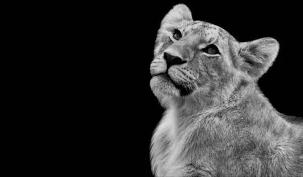 黒と白のライオンは暗い背景を見上げます — ストック写真