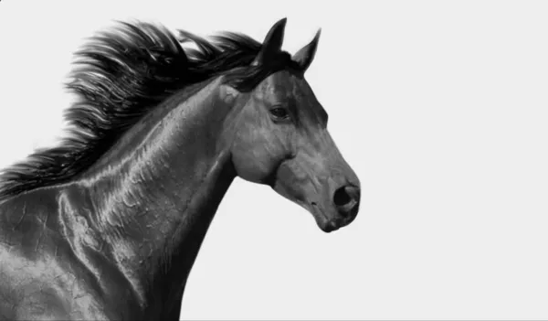 黒と白の馬は孤立した顔を実行している — ストック写真