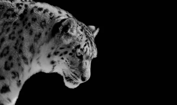 Snow Leopard Zbliżenie Twarz Czarnym Tle — Zdjęcie stockowe