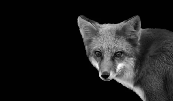 Fox Retrato Rosto Fundo Preto — Fotografia de Stock