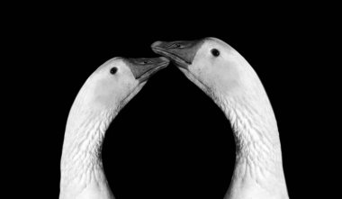 Siyah ve beyaz çift, siyah arka planda birbirini seviyor.