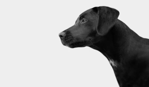 Black Labrador Retrívr Pes Tvář Bílém Pozadí — Stock fotografie