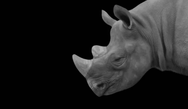 Rhino Portrait Face Black Background — Stock Photo, Image