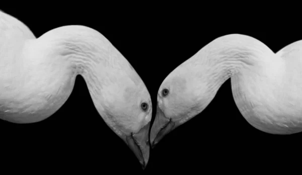 Two Frumos Cuplu Goose Portret Negru Background — Fotografie, imagine de stoc