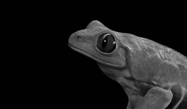 Μαύρο Και Άσπρο Πορτρέτο Βάτραχος Στο Μαύρο Φόντο — Φωτογραφία Αρχείου