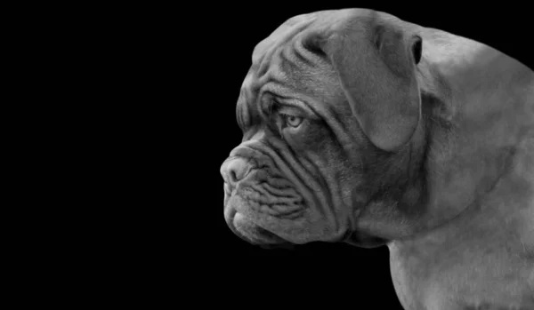 Starke Dogue Bordeaux Dog Nahaufnahme Auf Dem Schwarzen Hintergrund — Stockfoto