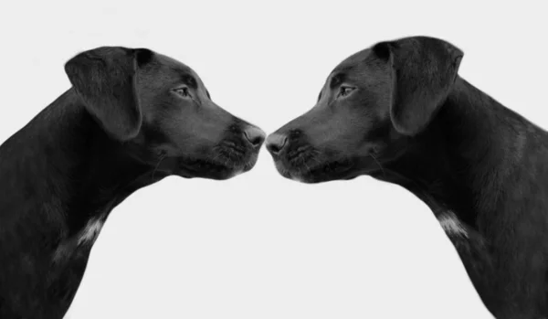 白い背景に2つの黒いラブラドール取得犬の顔 — ストック写真