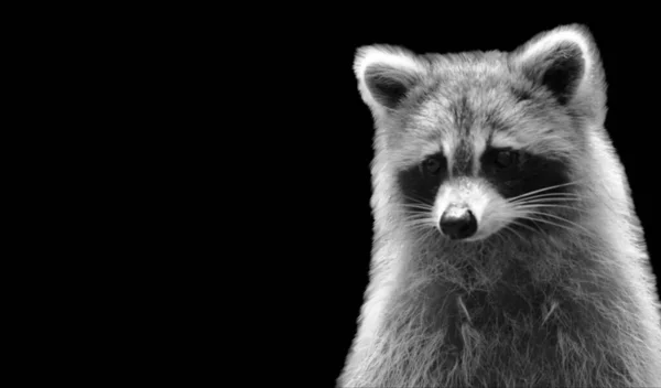 Cute Raccoon Closeup Dark Background — Stock Photo, Image