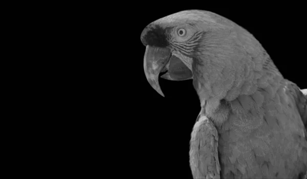 Karanlık Arkaplanda Bir Papağan Yüzü