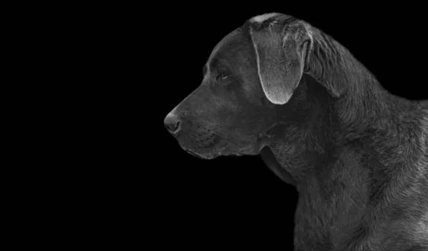 Labrador Retriever Chien Gros Plan Visage — Photo