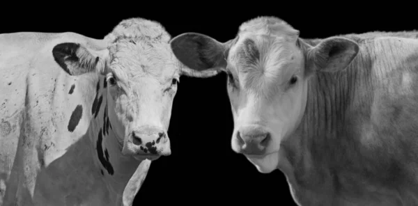 Deux Vaches Laitières Portrait Visage Sur Fond Sombre — Photo