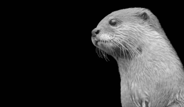 Schattig Zwart Wit Otter Gezicht Zwarte Achtergrond — Stockfoto