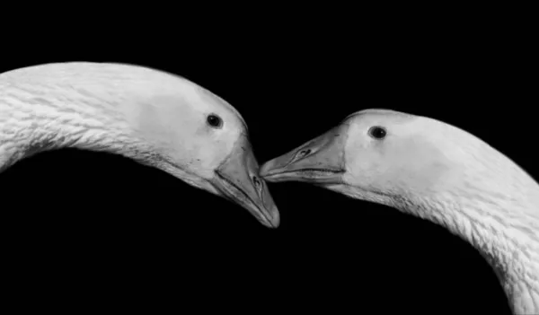 Δύο Ζευγάρια Χήνα Κοντά Μαζί Στο Σκοτεινό Φόντο — Φωτογραφία Αρχείου