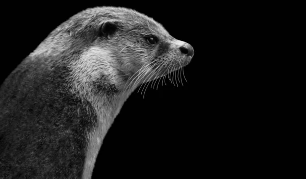 Cute Otter Portrait Face On The Black Background