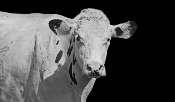 Vache Blanche Avec Des Taches Noires Portrait Sur Fond Noir — Photo