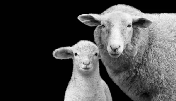 Mère Bébé Moutons Debout Ensemble Sur Fond Noir — Photo