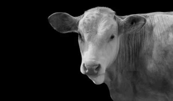 Muskulöse Kuh Nahaufnahme Gesicht Auf Dem Dunklen Hintergrund — Stockfoto