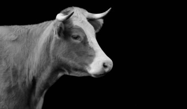 Kara Arkaplanda Büyük Boynuz İnek Yüzü