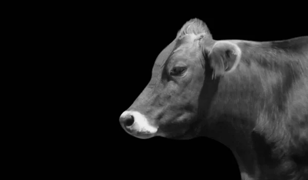 Vache Visage Mignon Sur Fond Sombre — Photo