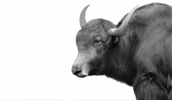 Big Horn Bull Szarv Elszigetelt Fehér Háttér — Stock Fotó