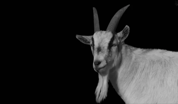 黒と白のヤギの肖像 暗い背景に — ストック写真