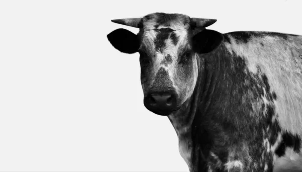 Vache Noire Blanche Isolé Visage Sur Fond Noir — Photo