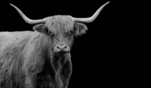 黒の背景に長い角を持つハイランド牛 — ストック写真
