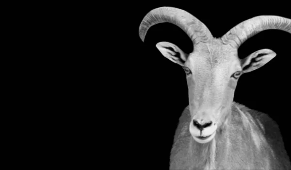 Barbary Ovce Detailní Záběr Černém Pozadí — Stock fotografie