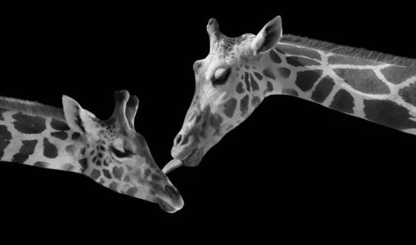 Mère Bébé Girafe Sur Fond Noir — Photo