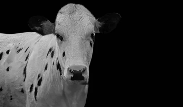 Leuke Witte Koe Met Zwarte Vlekken Zwarte Achtergrond — Stockfoto