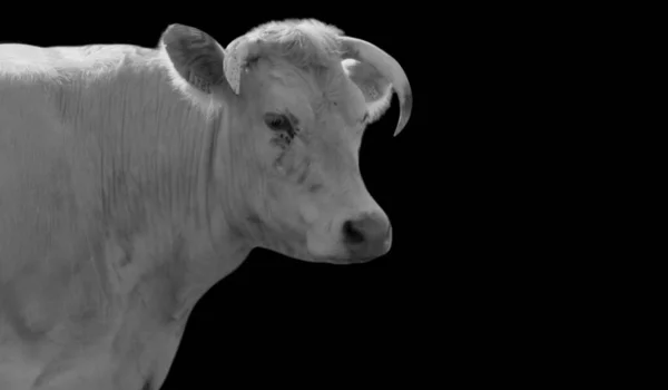 黑色背景上有角的肖像奶牛 — 图库照片