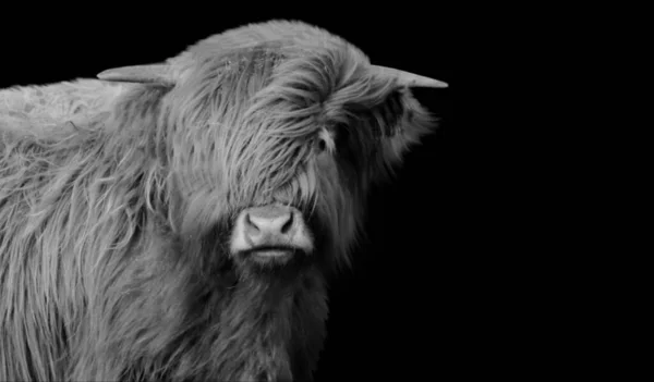 Cute Beautiful Highland Cattle Calf Face — Stock Photo, Image