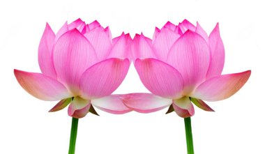 Beyaz Arkaplanda Muhteşem Pembe Lotus