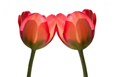 Güzel Kırmızı Lale Çiçeği Beyaz Arkaplanda İzole Edildi