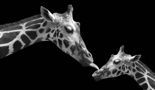 Bianco Nero Carino Madre Bambino Giraffa — Foto Stock