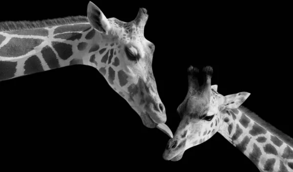 Belle Famille Girafe Sur Fond Sombre — Photo