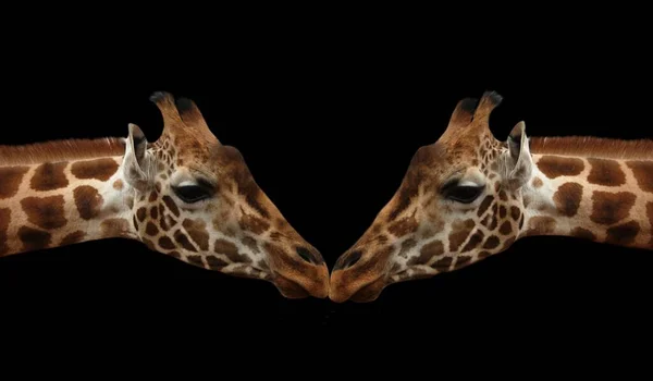 Zwei Paar Giraffen Nahaufnahme Gesicht — Stockfoto