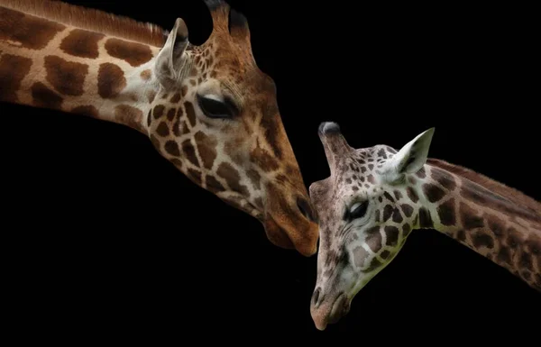 Baby Giraffe Liefde Haar Moeder — Stockfoto