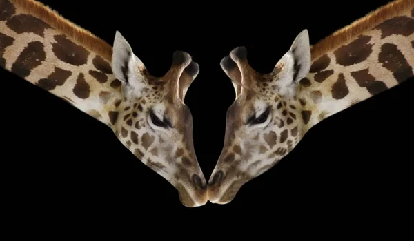 Feliz Casal Girafa Rosto Preto Fundo — Fotografia de Stock
